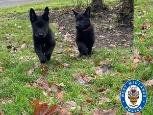 Supporting image for story: Police appeal for Christmas themed names for newest additions