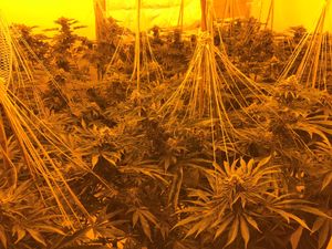 Supporting image for story: Sergeant urges people to share intelligence after Telford cannabis farmers jailed