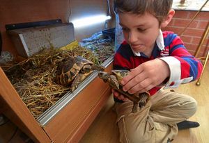 Harrison helps Herman and Bumpy Gig Bum the tortoises hug