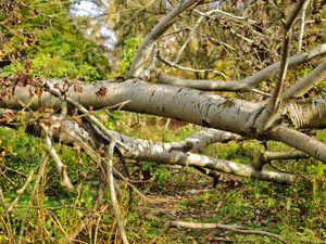 Supporting image for story: Storm Éowyn: Council urges Telford residents to report fallen trees after clearing hundreds within a month