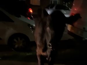 Supporting image for story: Home Secretary calls for ‘urgent explanation’ after police stop cow with car