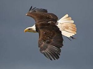 Supporting image for story: Delight for keepers as giant bald eagle is found after escape over M54