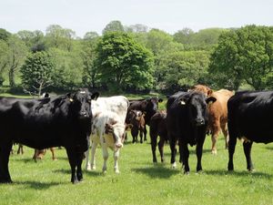 Supporting image for story: Two new Powys cases of Bluetongue have been confirmed - in Presteigne and Llangammarch Wells