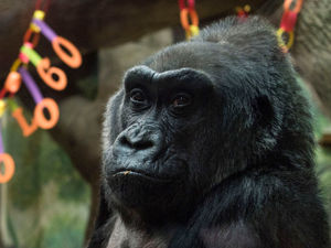 Supporting image for story: Peter Rhodes on gorillas in cars, road safety for infants and the only Tory known by his first name