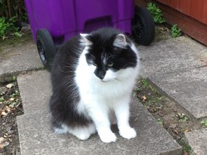 Supporting image for story: Cat owners in Wolverhampton warned to watch out for pet thieves 