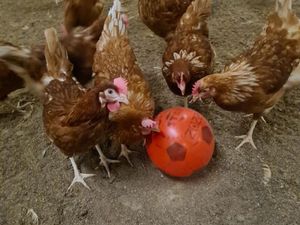 Supporting image for story: Bird flu: How to spot it and what to do