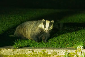 The badger takes centre stage. Pitcure: Steve Dawes
