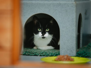 Supporting image for story: Five feral cats in 'desperate' need of furrever home at Shropshire rescue centre