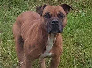 The full story of the search for this missing "dangerous" dog is an interesting one. 