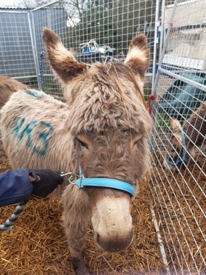 Photo: The Donkey Sanctuary