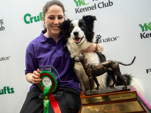Supporting image for story: It’s a dog’s life for Staffordshire woman following Crufts award win