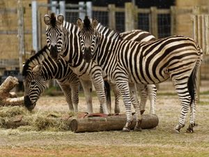 Supporting image for story: Twycross Zoo celebrates zebras as part of themed week  