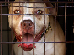Supporting image for story: Poll: Should dangerous dog owners face tougher sentences?