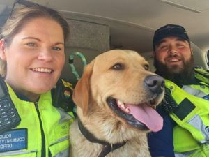 Supporting image for story: Police officers help reunite lost dog with owners after spotting the animal in Cannock Chase