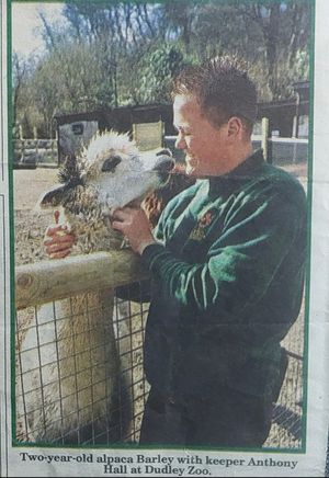 Anthony Hall with Barley the Alpaca at Dudley Zoo