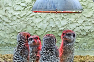 Supporting image for story: Hot Fuzz! Meerkats huddle for heat