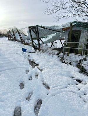 Some of the storm damage