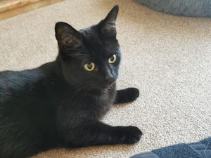 Supporting image for story: Zara puts her paws up in purrfect new home after long 200-day wait