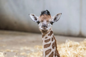 A baby giraffe has been born at West Midlands Safari Park and it’s a girl! 