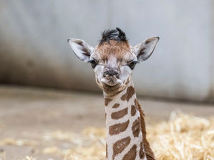Supporting image for story: Watch the moment an adorable baby giraffe joins the herd at West Midlands Safari Park