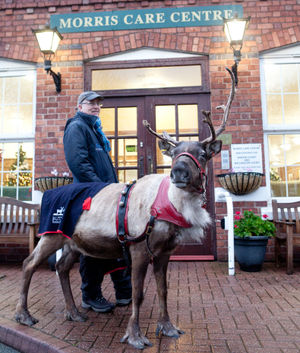 George the reindeer with his handler Hugh Stewart