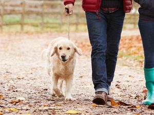 Supporting image for story: Cathy Dobbs: Is our obsession with dogs getting out of control?