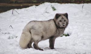 The arctic fox