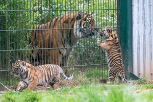 The adorable cubs are of a critically endangered subspecies of tiger. Photo: Matthew Lissimore