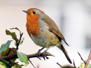 Supporting image for story: Huge life-saver for struggling farmland birds