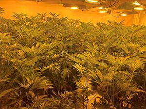 Supporting image for story: Man arrested after drugs worth £120,000 discovered by police at Telford property