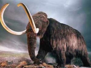 Supporting image for story: Peter Rhodes: Return of the woolly mammoth