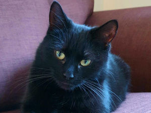 Supporting image for story: Shropshire Cat Rescue issue an appeal to find a home for Belle 