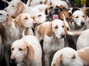 Supporting image for story: Scientists sniff out why dogs’ noses are cold