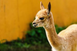 The baby vicuna