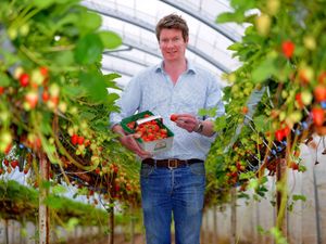 Supporting image for story: Pick your own bowl of delight: what it's like to be a strawberry farmer 