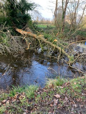 A large tree fell and blocked the canal at Weston Rhyn/Chirk