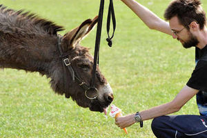 Supporting image for story: Donkey Rescue UK goes on despite hard times