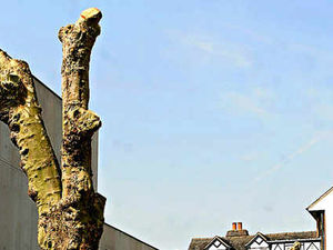 Supporting image for story: Fury as trees pruned back to 'giant twigs'
