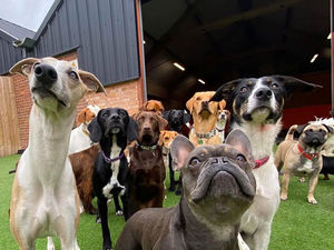 Supporting image for story: Luxury Shifnal hotel for dogs marks birthday with new £30k grooming facility