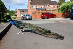 Peacocks in Tutbury , Staffordshire. 