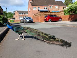 Supporting image for story: ‘We are being terrorised by a flock of peacocks in our quaint Staffordshire village - they keep us up until 2am’
