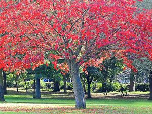 Supporting image for story: Council wants share of funding pot to plant more trees in Wolverhampton