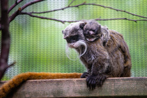 Love Your Zoo week at Drayton Manor