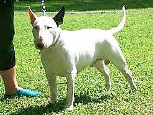 Supporting image for story: Peter Rhodes on a provocative flag, a flatulent legacy and a strange tale of a dog