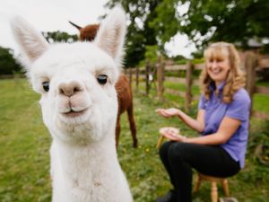 Supporting image for story: Ozzie and Olive the baby alpacas will be ready for selfies at farm fundraiser
