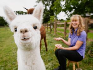 Supporting image for story: Ozzie and Olive the baby alpacas will be ready for selfies at farm fundraiser