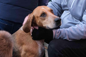 One of the 18 and a half couples of hounds at the Boxing Day Hunt meeting in Kington. Image by Andy Compton