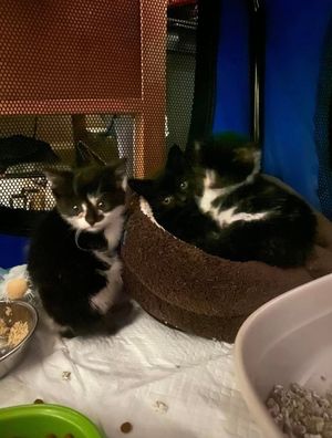 Eight black and white kittens were dropped off at Shropshire Cat Rescue on Tuesday. Photo: Shropshire Cat Rescue/Facebook.