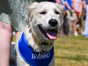 A dog awaits to be judged in the sweetest puppy category of the Fun Dog Show