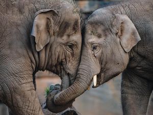Supporting image for story: Vaccine breakthrough for virus that killed seven elephant calves at Chester Zoo